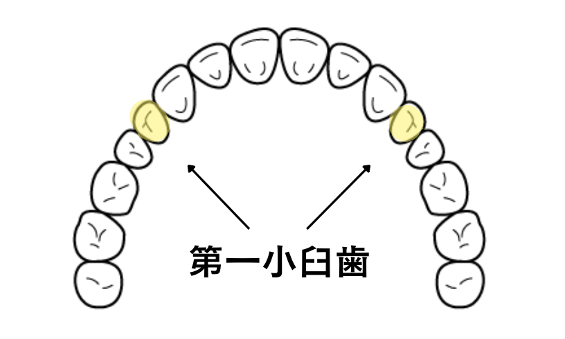 第一小臼歯が選ばれる理由
