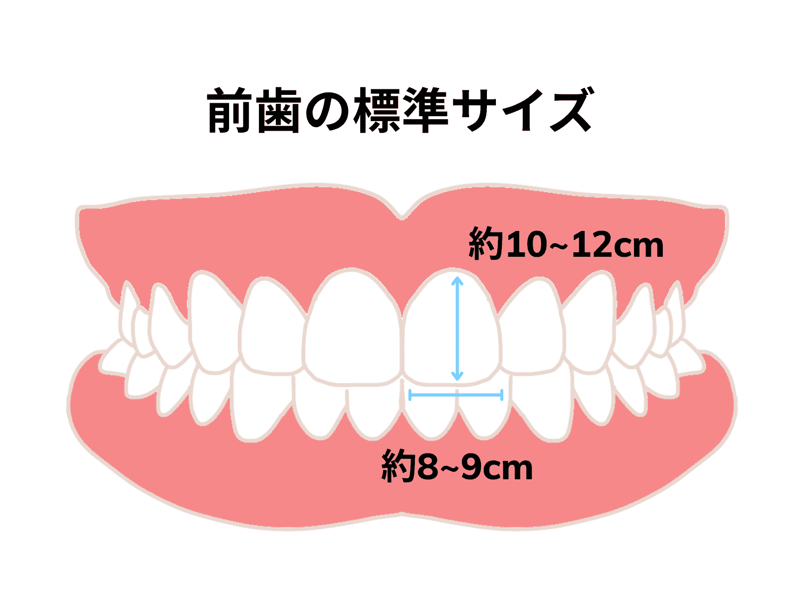 そもそも、標準的な前歯のサイズはどのくらい?